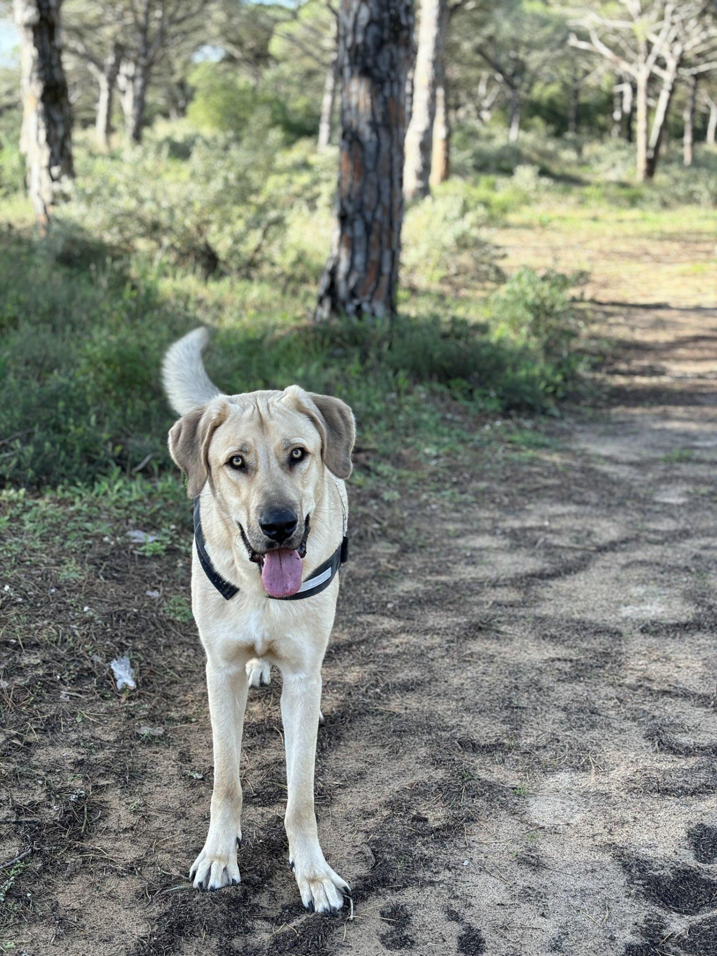 Dog Boarding — dog care in southern Spain