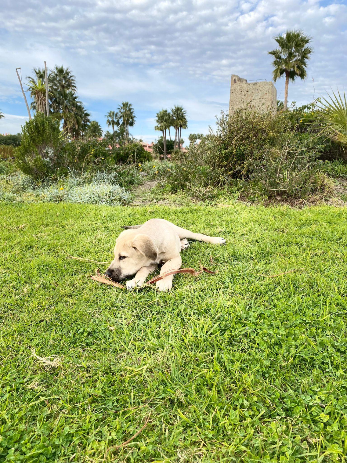 Daycare — dog care in southern Spain