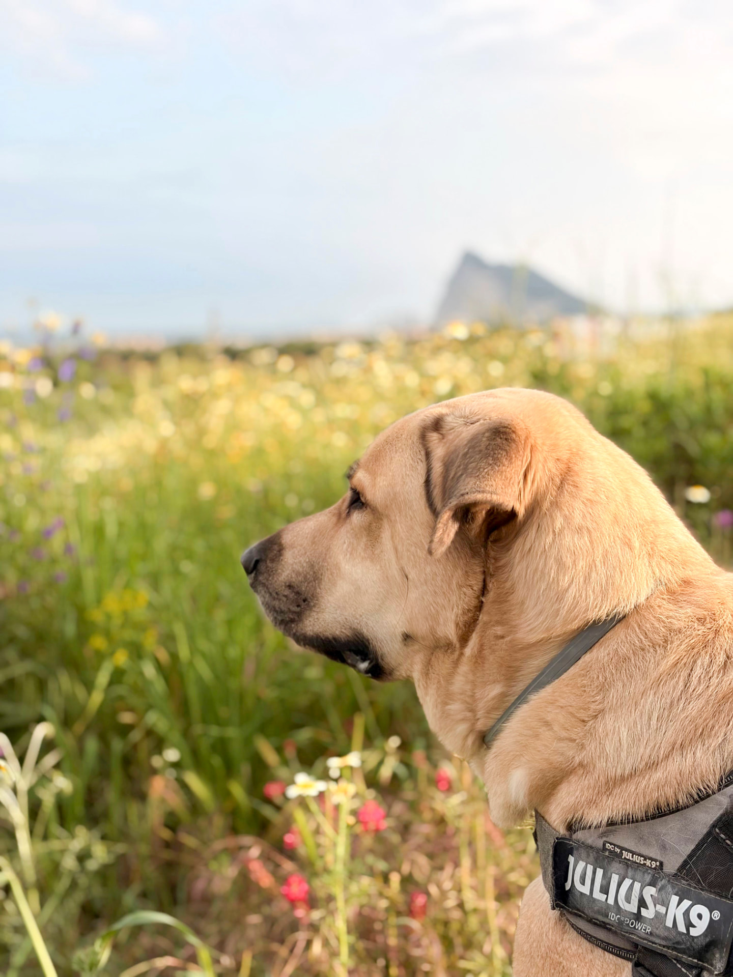 Dog Walking — dog care in southern Spain