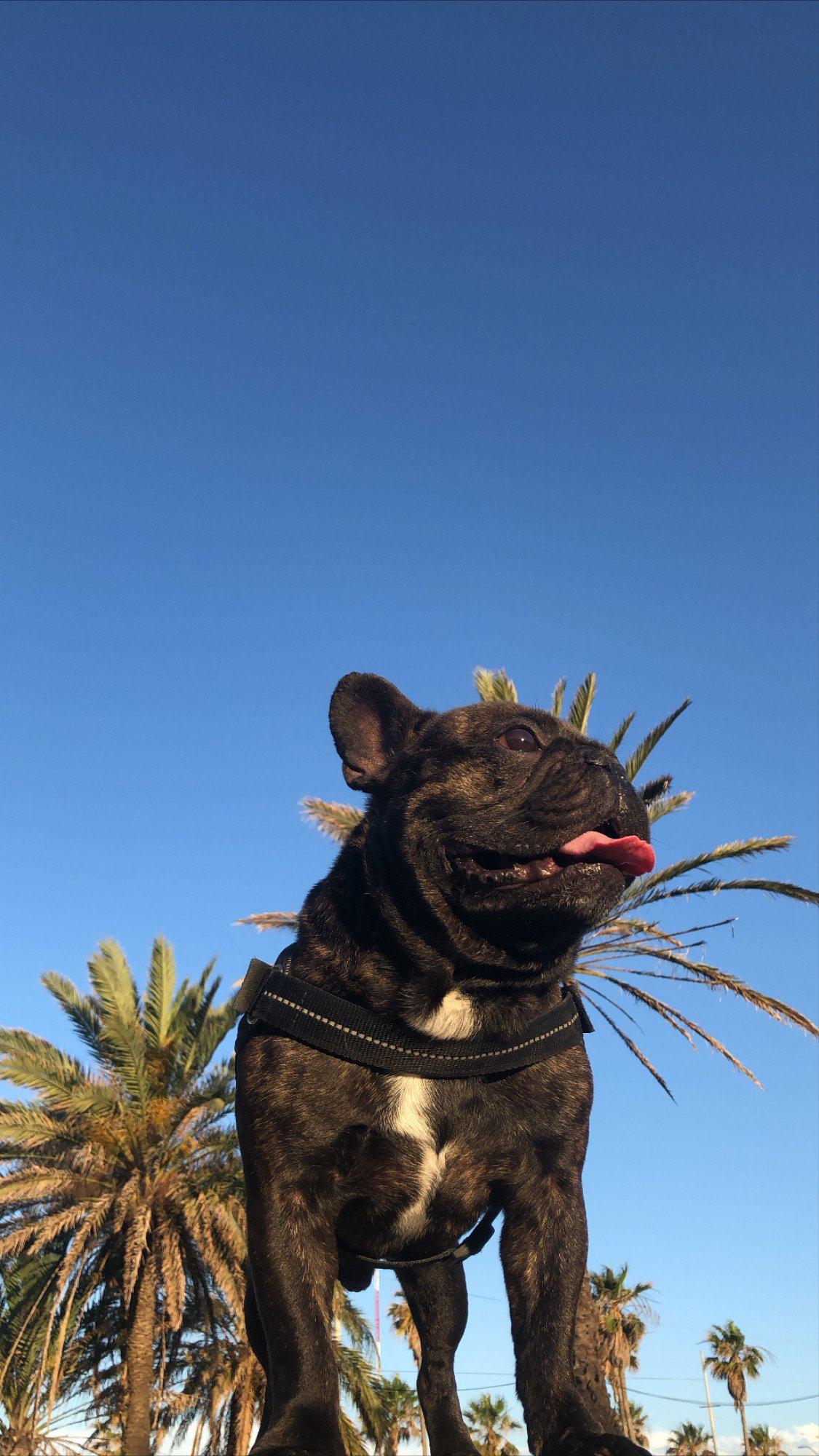 A happy black French bulldog standing beneath palm trees and a clear blue sky