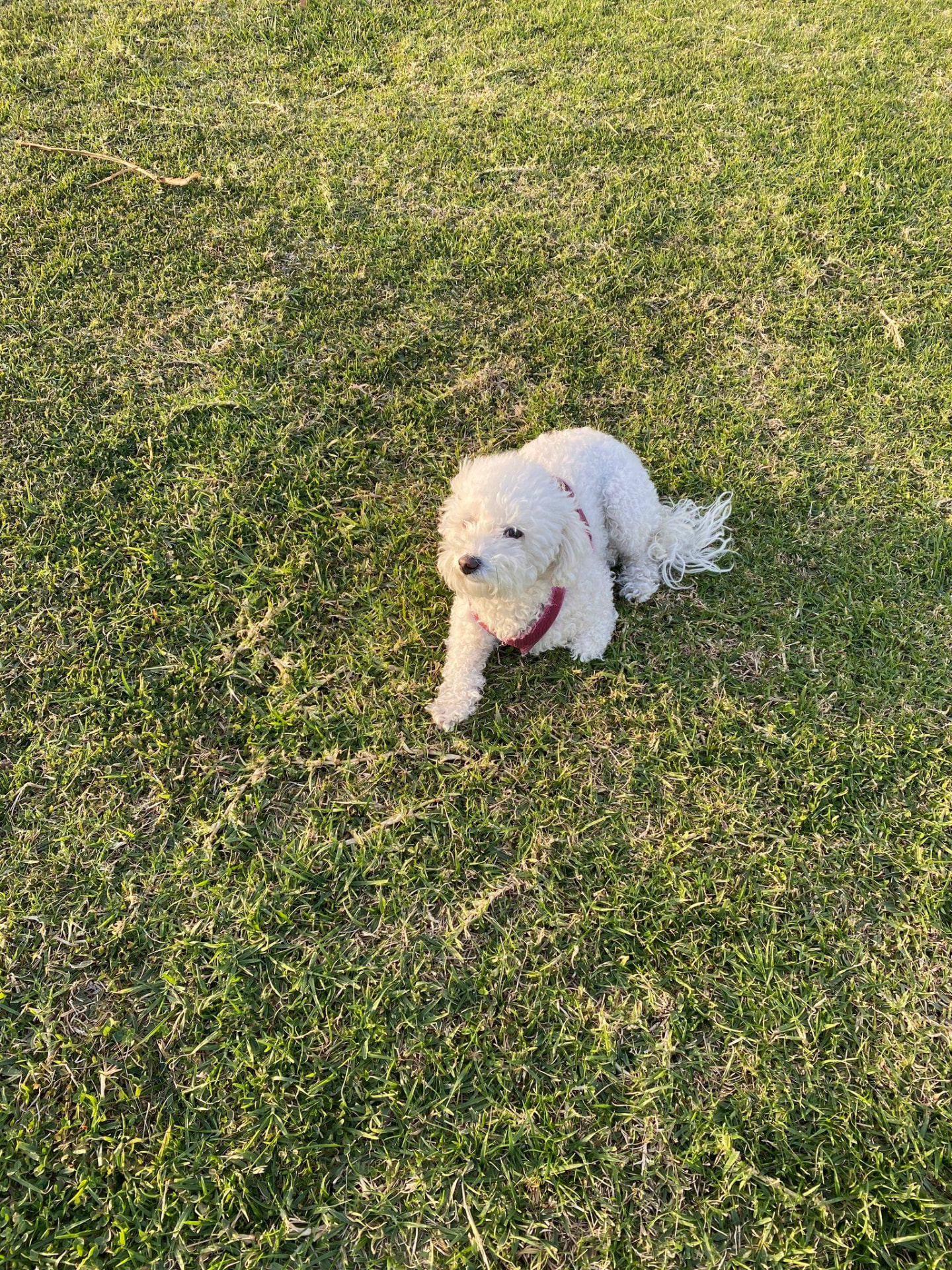 A small white fluffy dog sitting happily on green grass in the sunshine